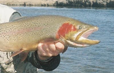 Cutbow Trout Identification of rainbow trout brown trout brook trout