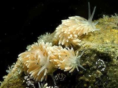 Cuthona Cuthona nana Marine Life Encyclopedia
