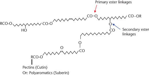 Cutin A possible structure of polyesters cutin and suberin Note