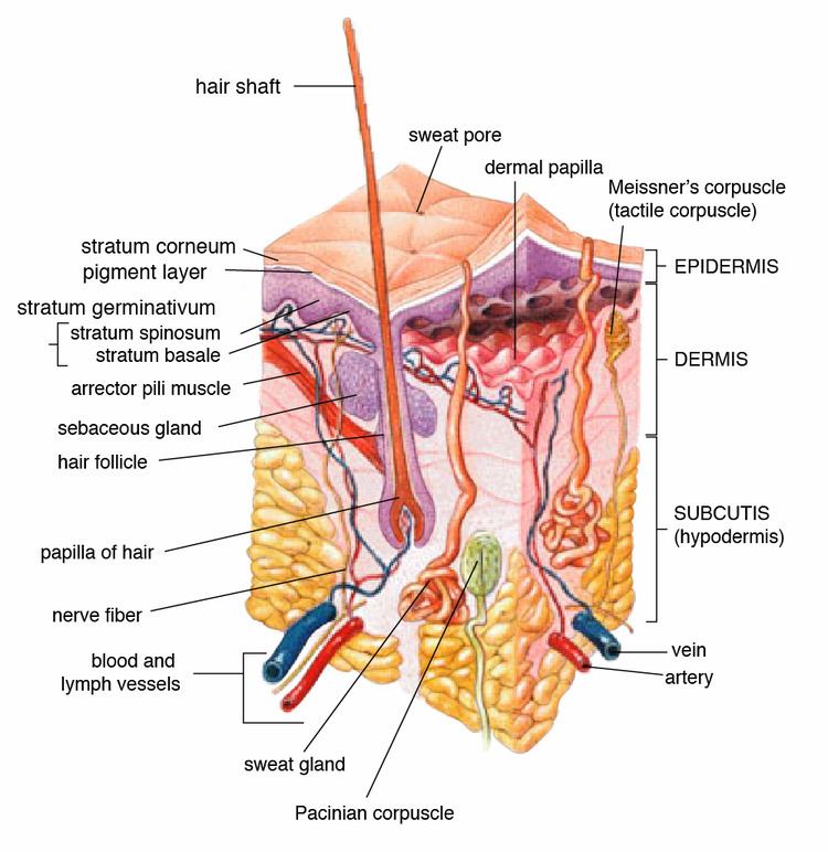 Cutis (anatomy)
