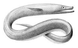 Cutthroat eel httpsuploadwikimediaorgwikipediacommonsthu