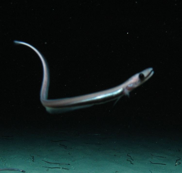 Cutthroat eel CoralFISH