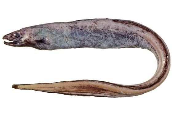 Cutthroat eel Synaphobranchus affinis