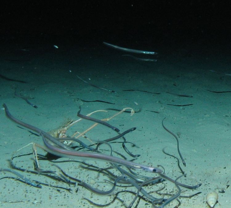 Cutthroat eel CoralFISH