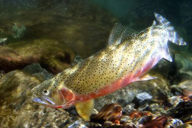 Cutthroat trout Westslope Cutthroat Trout Alberta Population