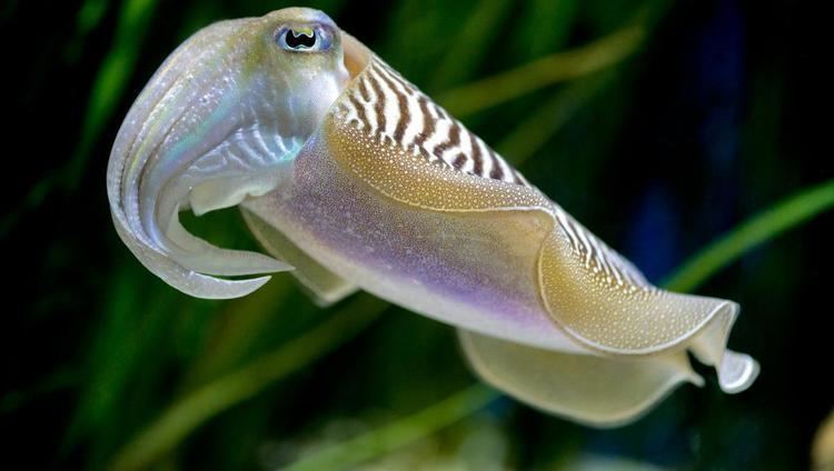 Cuttlefish Common cuttlefish Sandy Seafloor Octopuses amp kin Sepia