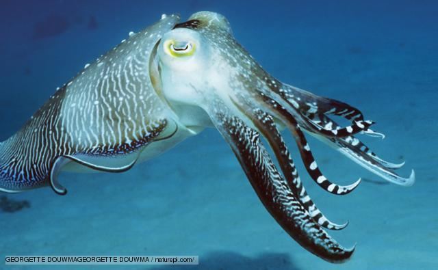 Cuttlefish BBC Nature Sepia cuttlefish videos news and facts