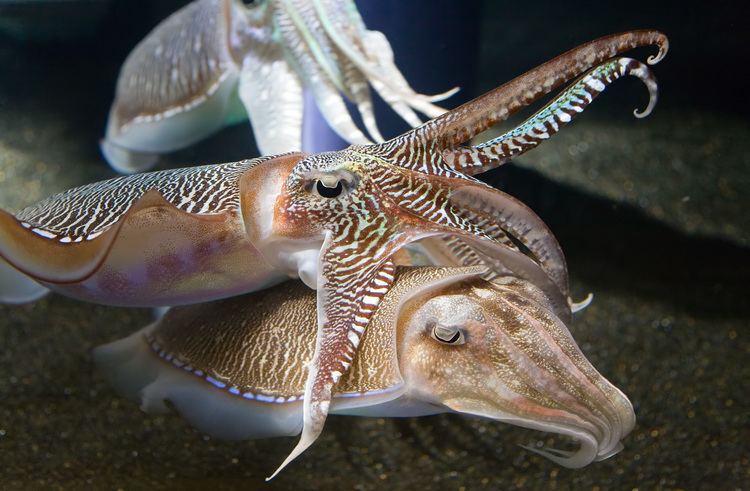 Cuttlefish Cuttlefish Wikipedia