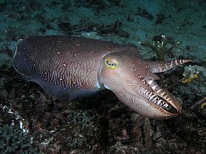 Cuttlefish httpsuploadwikimediaorgwikipediacommonsthu