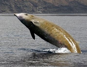 Cuvier's beaked whale wwwcrruorgukcustimagescetaceanscuvierjpg