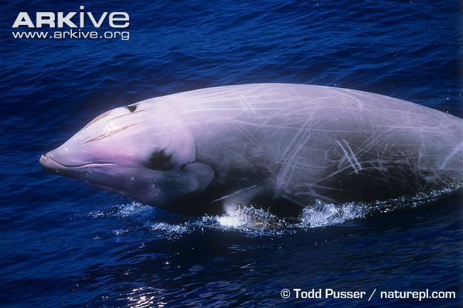 Cuvier's beaked whale Cuvier39s beaked whale videos photos and facts Ziphius cavirostris