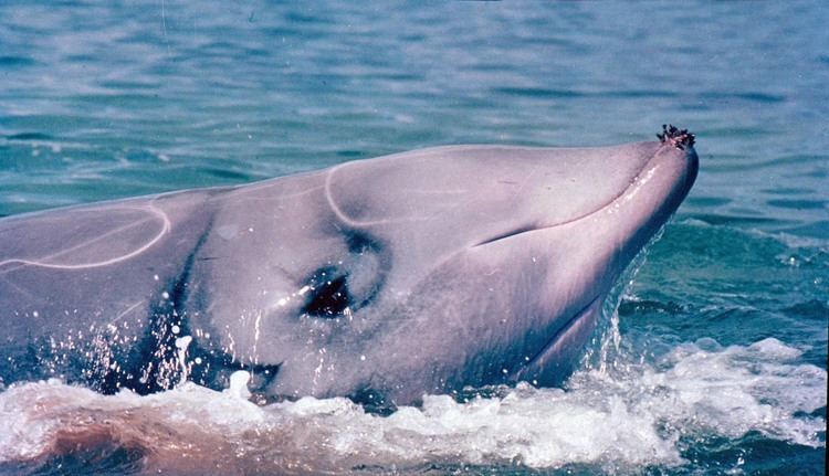 Cuvier's beaked whale Cuvier39s Beaked Whale photo