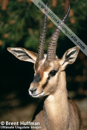 Cuvier's gazelle Cuvier39s gazelle Gazella cuvieri Quick facts