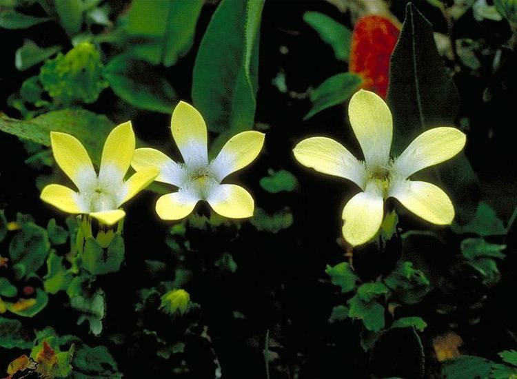 Cyananthus Cyananthus macrocalyx in Flora of China eflorasorg