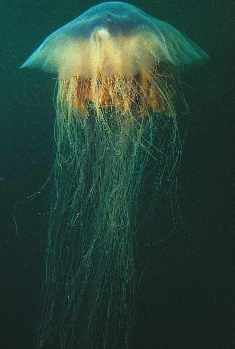 Cyanea (jellyfish) FileLion39s mane jellyfish or hair jelly Cyanea capillata the