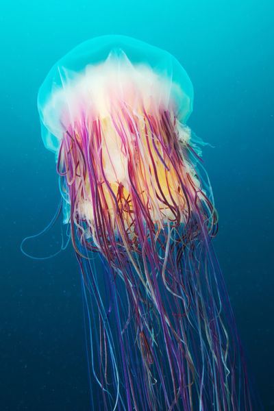 Cyanea (jellyfish) 1000 images about Fibers 2nd Half Fish as Shapes on Pinterest