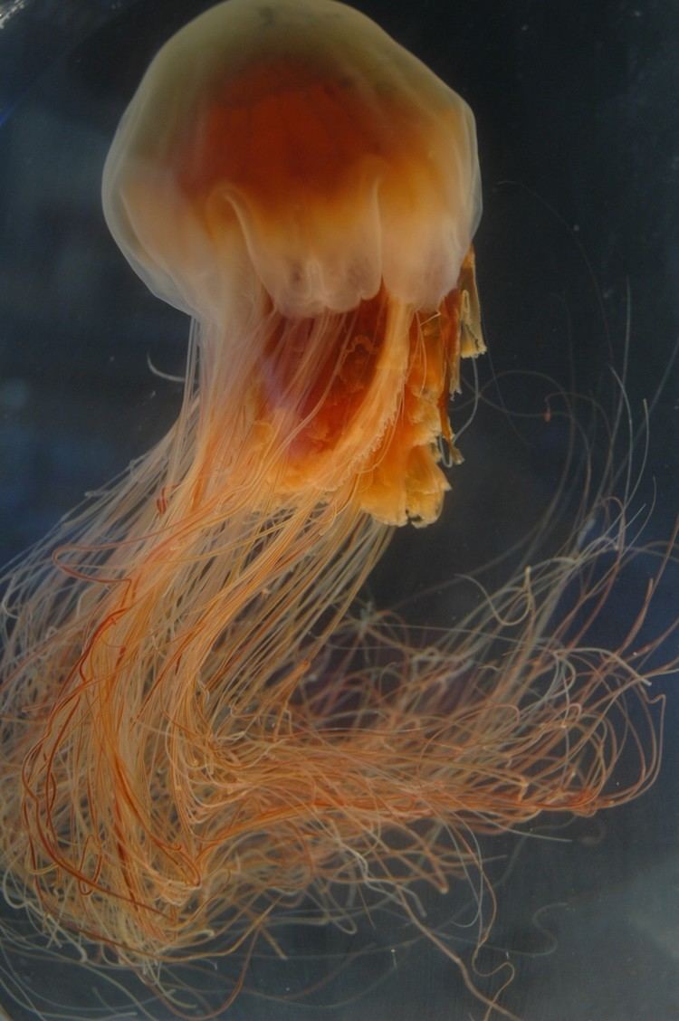 Cyanea (jellyfish) Cyanea capillata