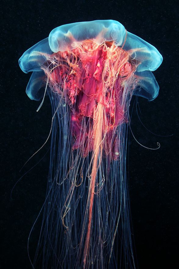Cyanea (jellyfish) Cyanea capillata Alexander Semenov Flickr