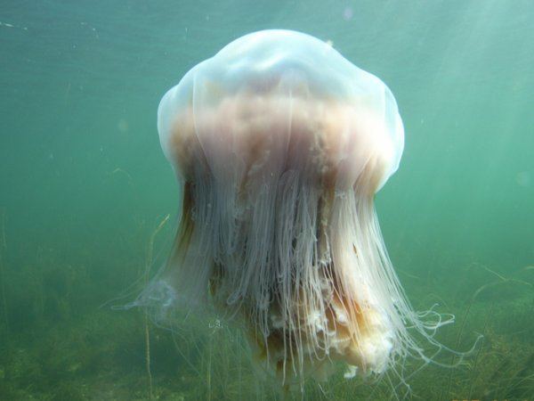 Cyanea (jellyfish) Cyanea capillata Jelly Stalkers Appalachian State University