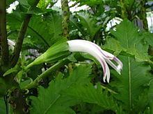Cyanea lobata httpsuploadwikimediaorgwikipediacommonsthu