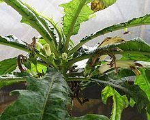 Cyanea pinnatifida httpsuploadwikimediaorgwikipediacommonsthu