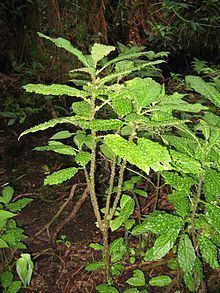 Cyanea platyphylla httpsuploadwikimediaorgwikipediacommonsthu