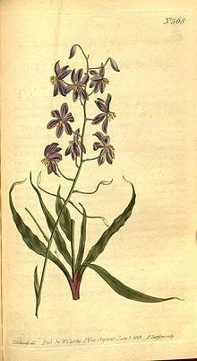Cyanella hyacinthoides httpsuploadwikimediaorgwikipediacommonsthu