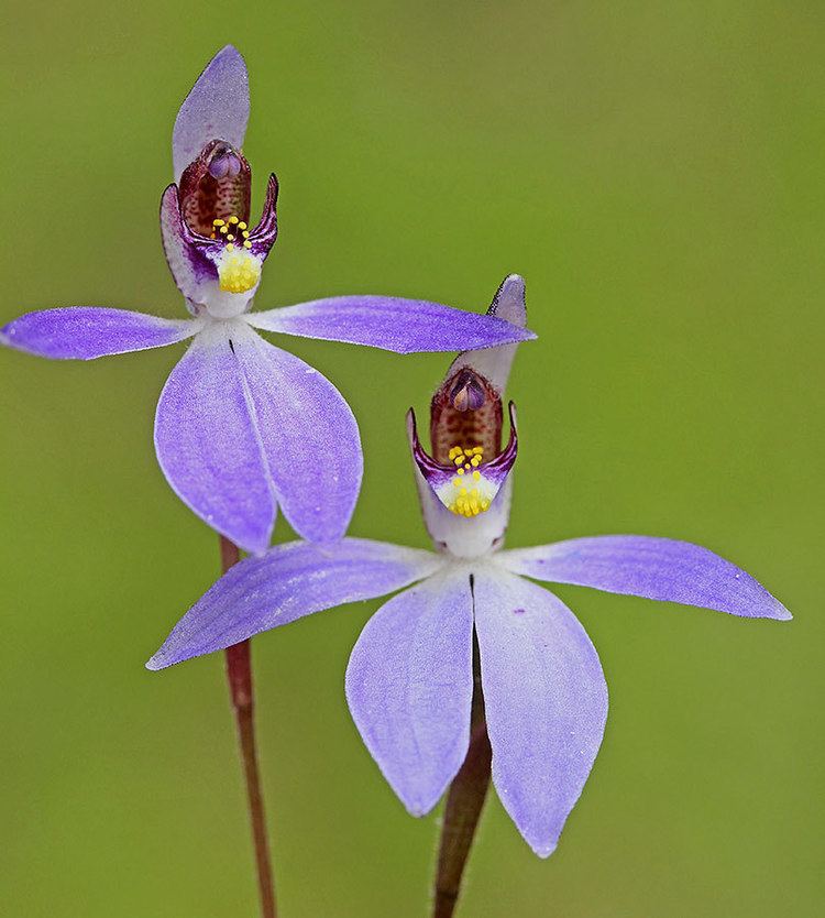 Cyanicula Cyanicula Blue Orchids The Orchids of Western Australia