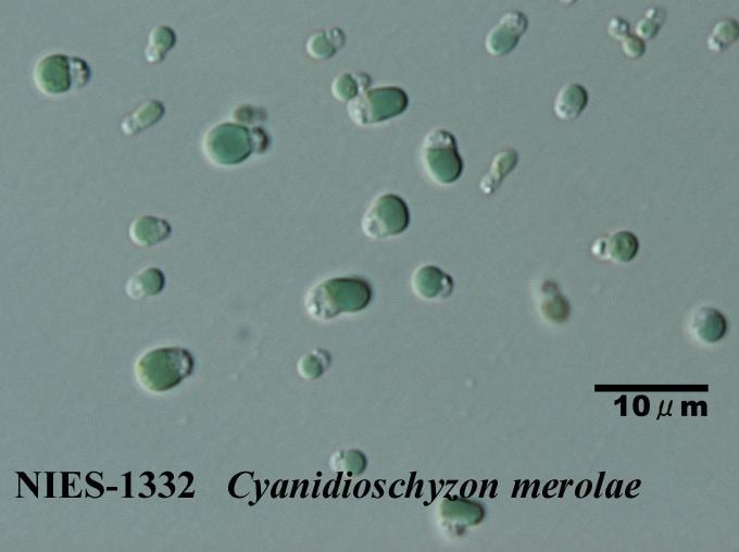 Cyanidioschyzon merolae Algae Resource Database