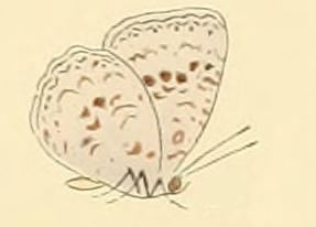 Cyaniriodes libna
