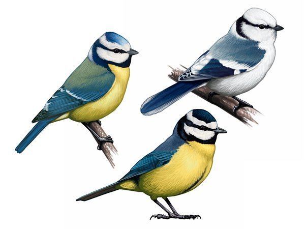 Cyanistes Mart Franch mallerengues blaves Cyanistes Tits