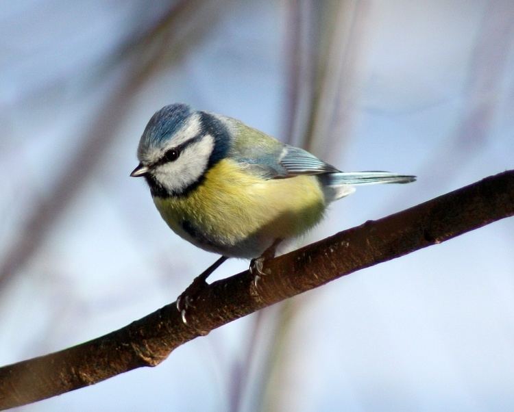 Cyanistes FileCyanistes caeruleus Oulu 20110312bJPG Wikimedia Commons