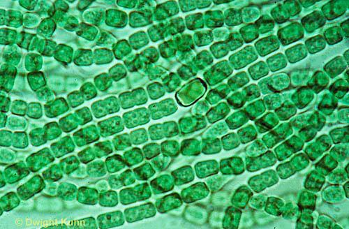 Cyanobacteria - Alchetron, The Free Social Encyclopedia