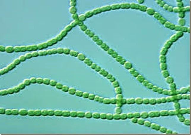 Cyanobacteria Similarities between Bacteria and Cyanobacteria Plant Science 4 U