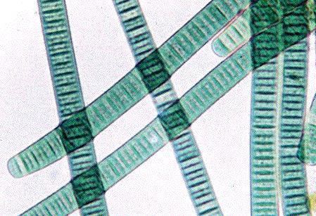 Cyanobacteria Introduction to the Cyanobacteria