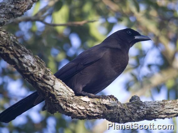 Cyanocorax Purplish Jay Cyanocorax cyanomelas PlanetScottcom