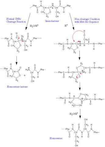 Cyanogen bromide FileCyanogen bromidepng Wikimedia Commons