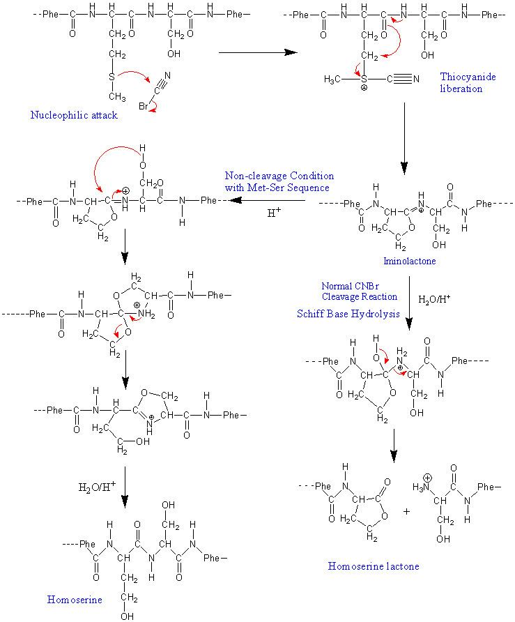 Cyanogen bromide FileCNBrpng Wikimedia Commons