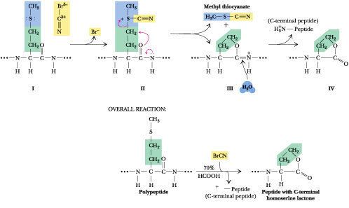 Cyanogen bromide cyanogen bromide cleavageElecIntro Website