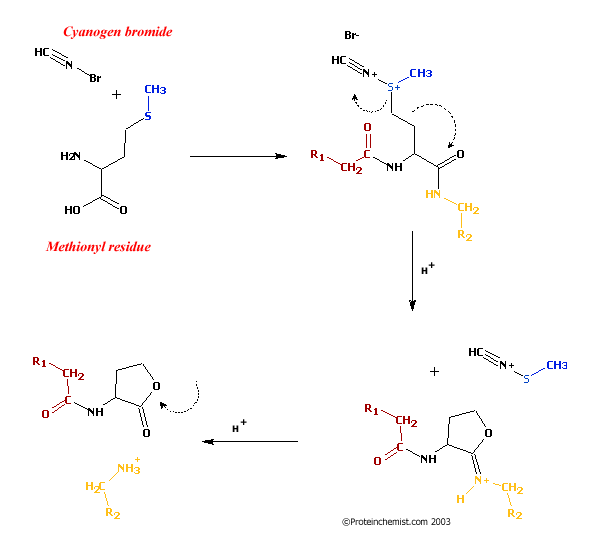 Cyanogen bromide Cyanogen bromide and formic acid peptide mapping