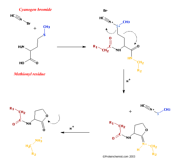 Cyanogen bromide Cyanogen bromide and formic acid peptide mapping