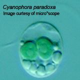 Cyanophora paradoxa cyanophorarutgerseducyanophoraimagescyanophor