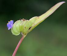 Cyanotis cristata httpsuploadwikimediaorgwikipediacommonsthu