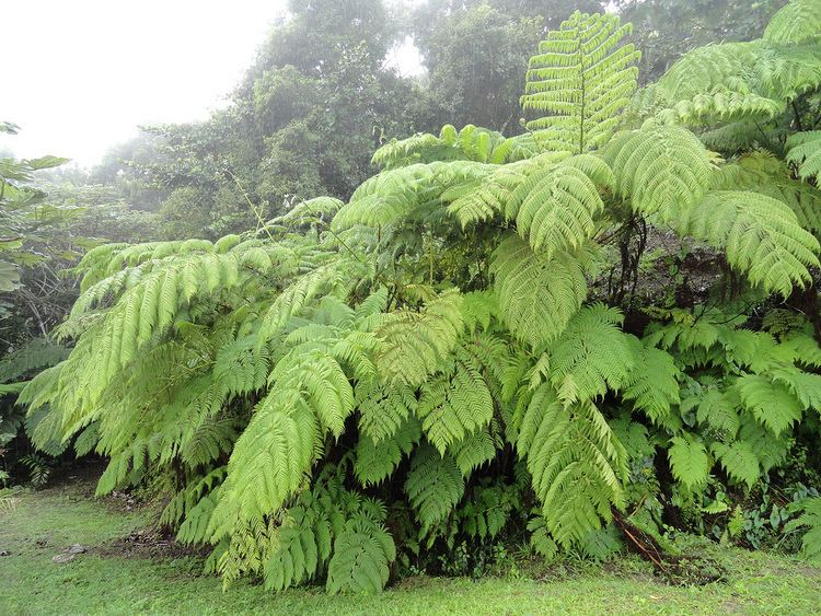 Cyathea arborea Cyathea arborea Foggy and rainy day in the tropics Jardin