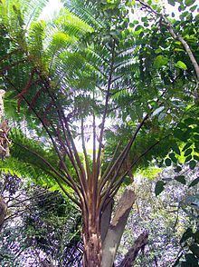Cyathea brownii httpsuploadwikimediaorgwikipediacommonsthu