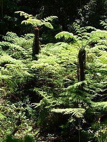 Cyathea capensis httpsuploadwikimediaorgwikipediacommonsthu