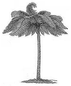 Cyathea corcovadensis httpsuploadwikimediaorgwikipediacommonsthu