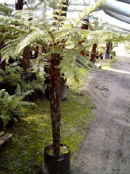 Cyathea cunninghamii Cyathea cunninghamii Gully tree fern Fronds New Zealand