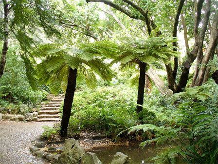 Cyathea dregei Cyathea dregei Plantinfo EVERYTHING and ANYTHING about plants in SA