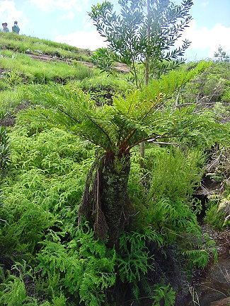 Cyathea dregei Cyathea dregei